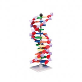 Modelo mini ADN - Envío Gratuito
