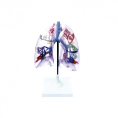 Modelo Pulmones Transparentes. Modelo CVQ7048 - Envío Gratuito